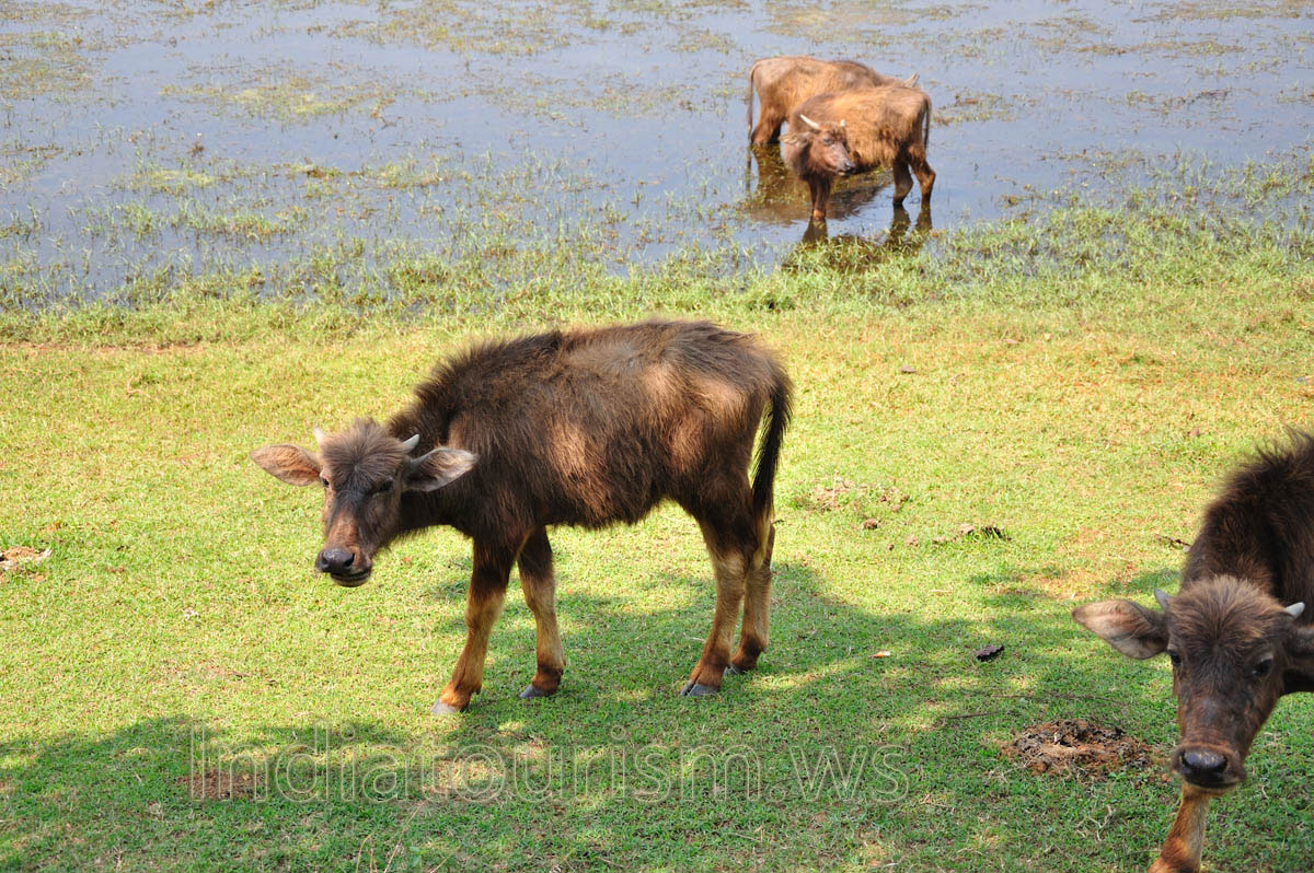 buffalo calf