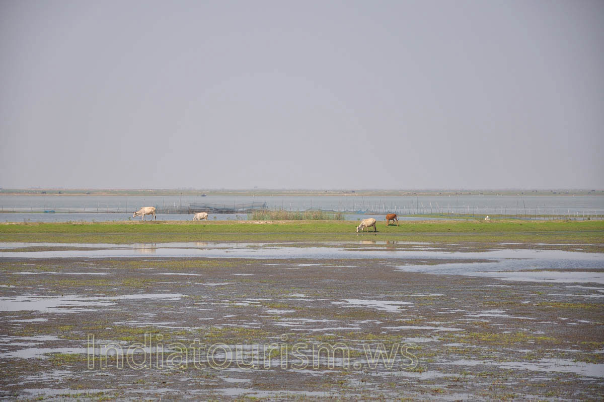 This pasture is full of water