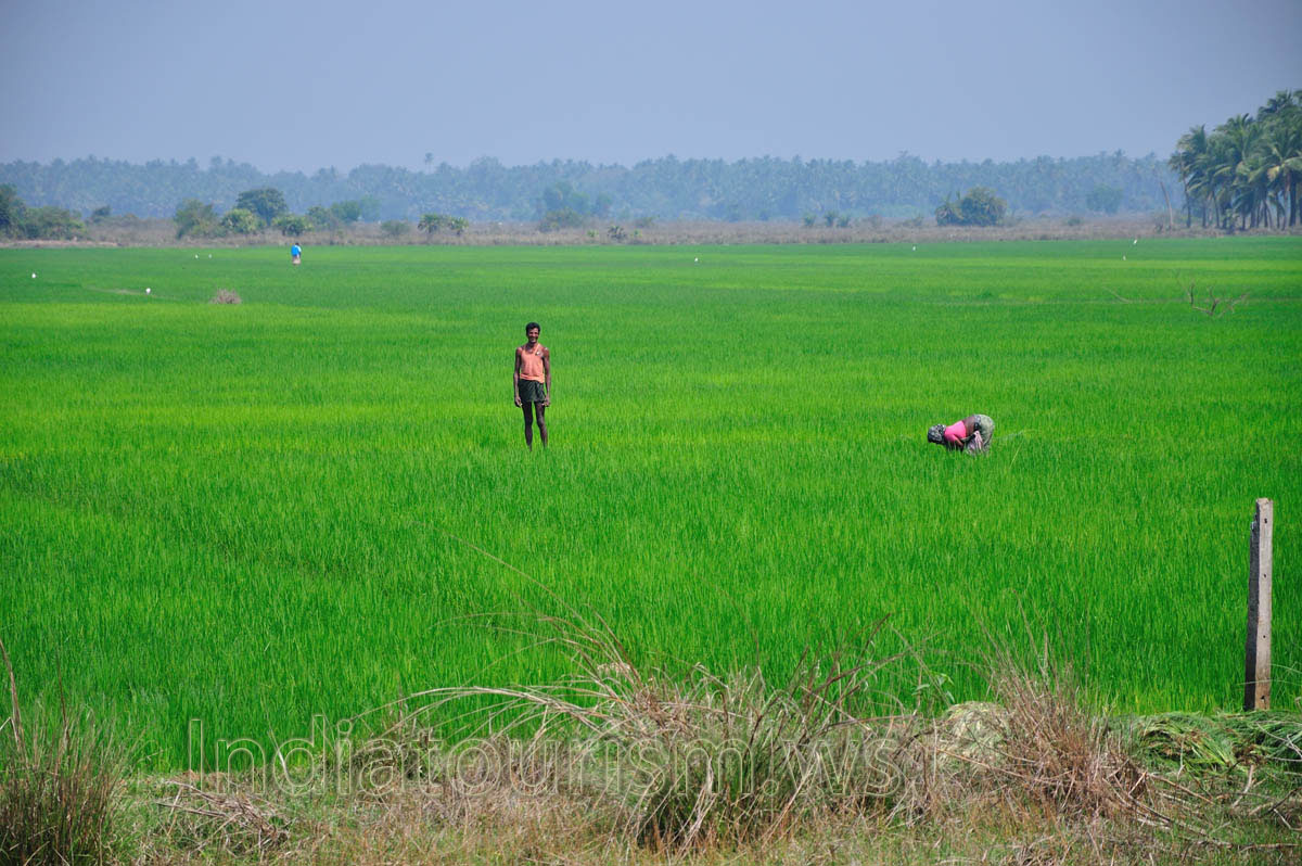 Green paddy field
