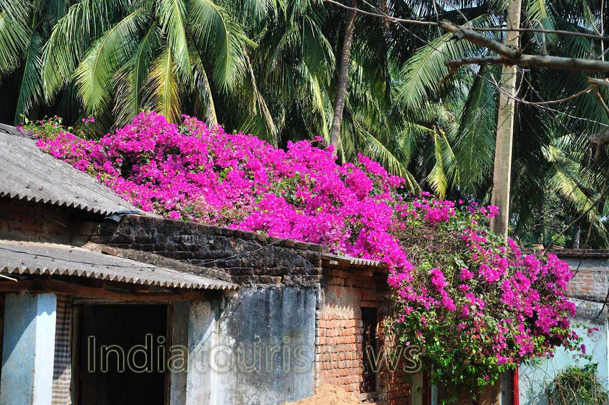 The ocean of magenta flowers on the roof