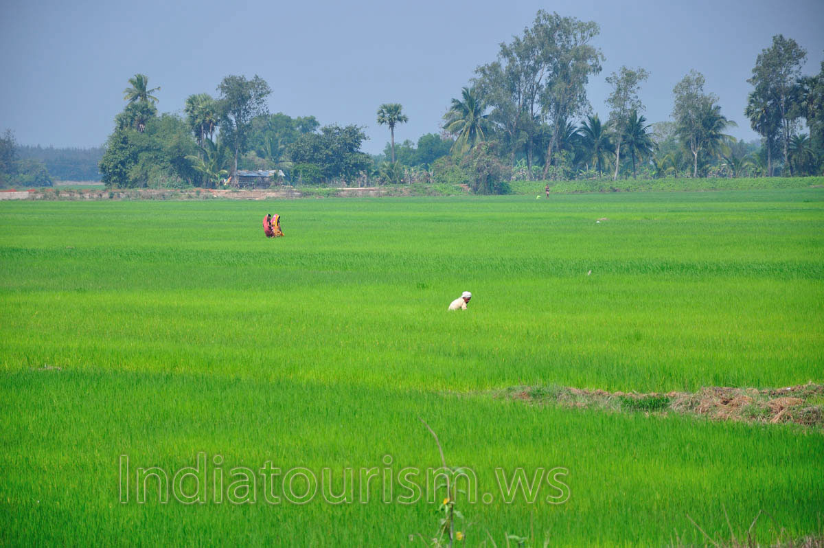 Rice field by the road between Puri and Chilika Lagoon