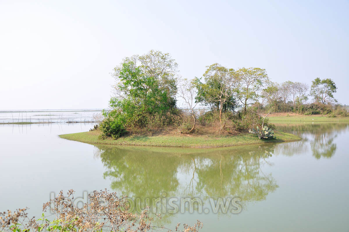 big cactus grows on a small island