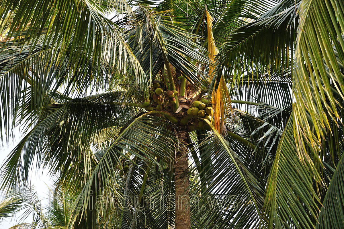 coconut fruits