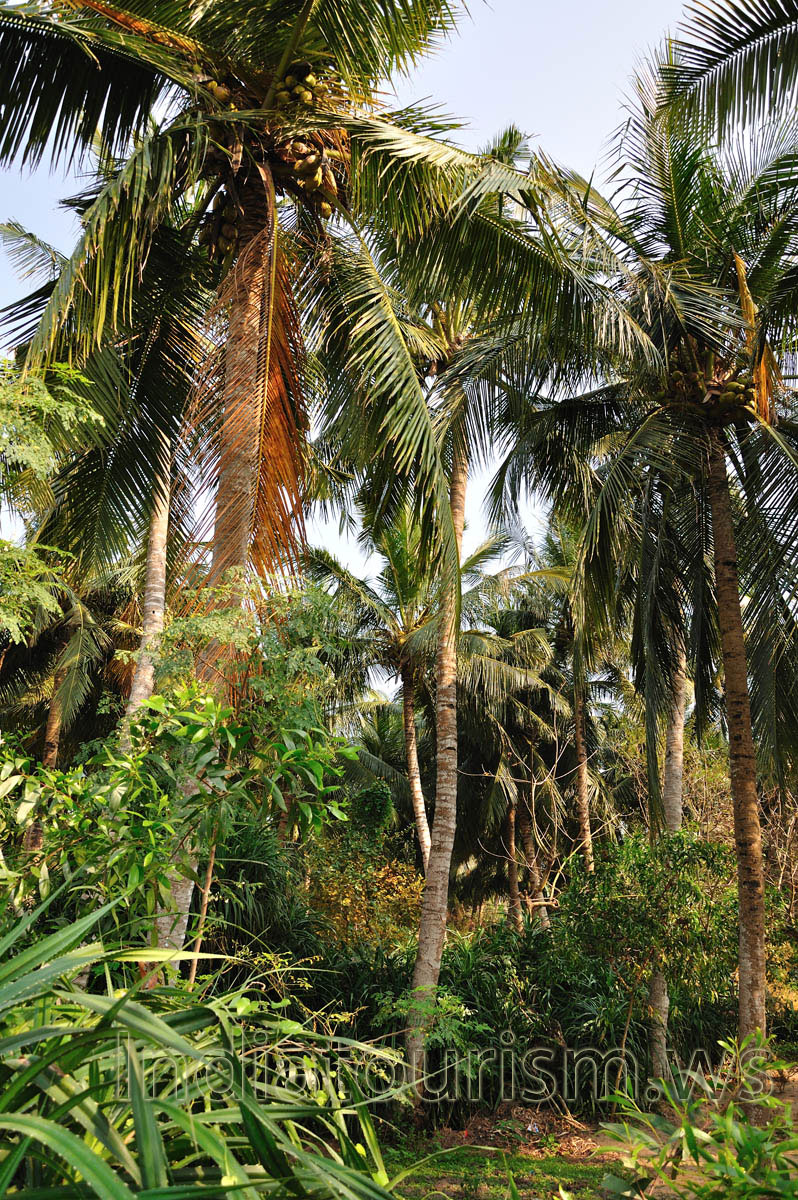 coconut palms