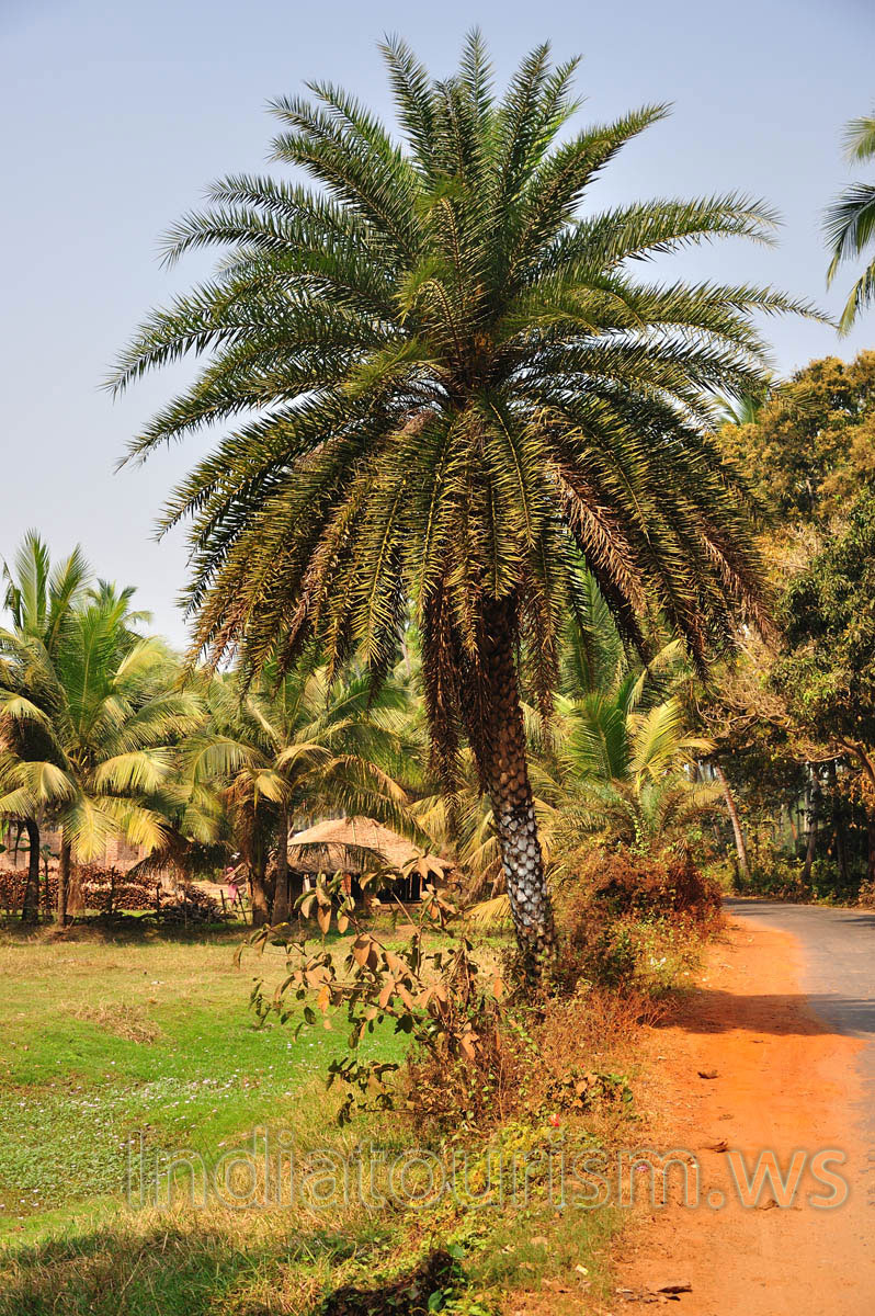 The strange palm tree