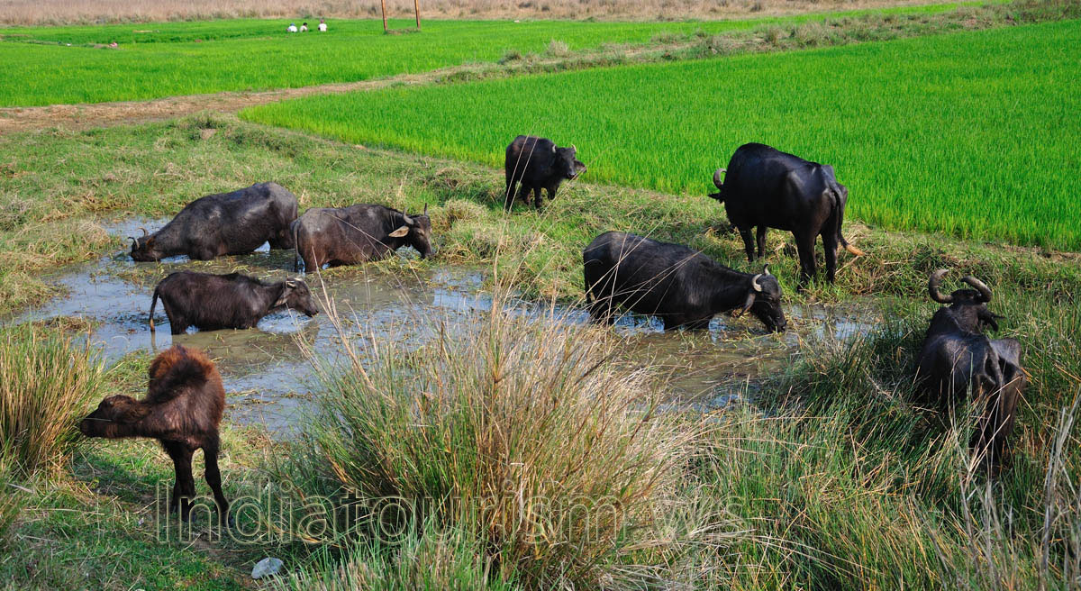 indian buffaloes always in the water