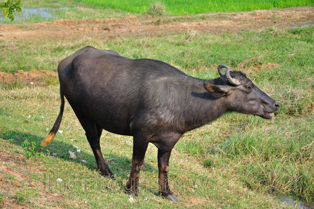 buffalo with a red tip of the tail