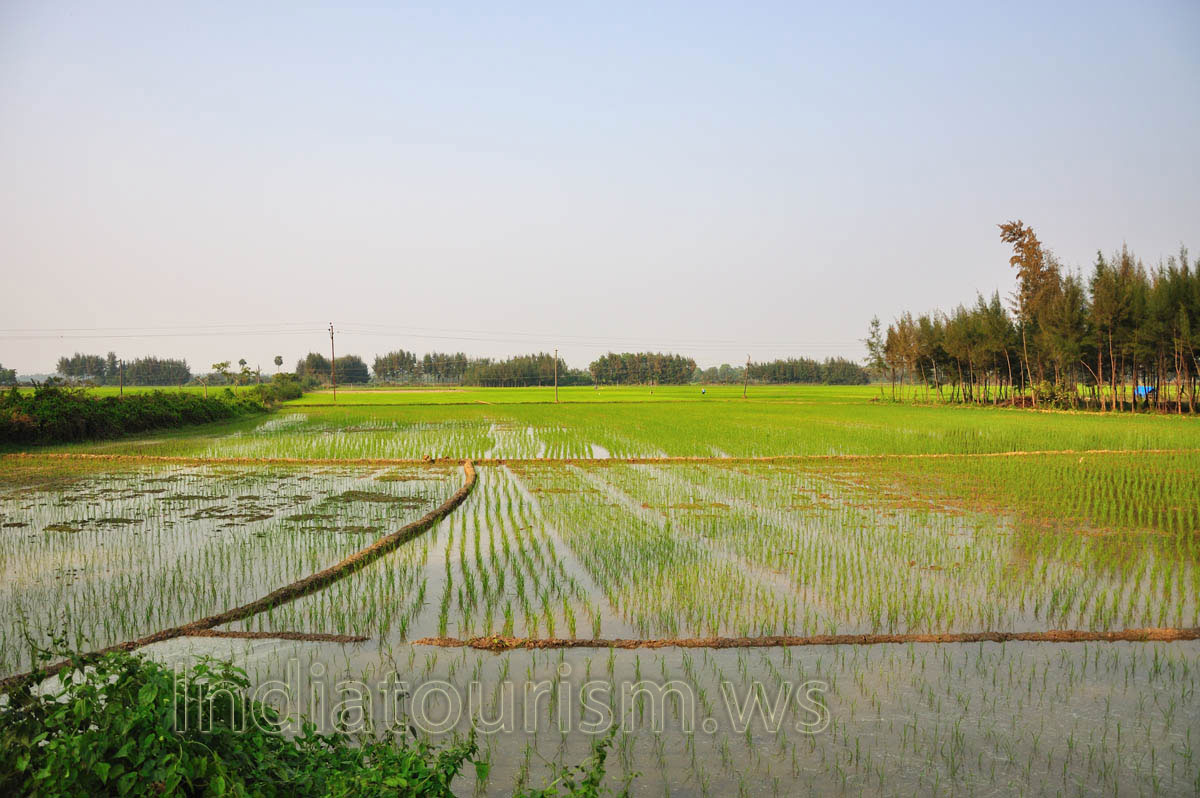 rice field with the orderly rows of seedlings