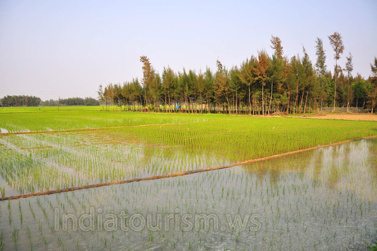 paddy field is divided into irrigation areas