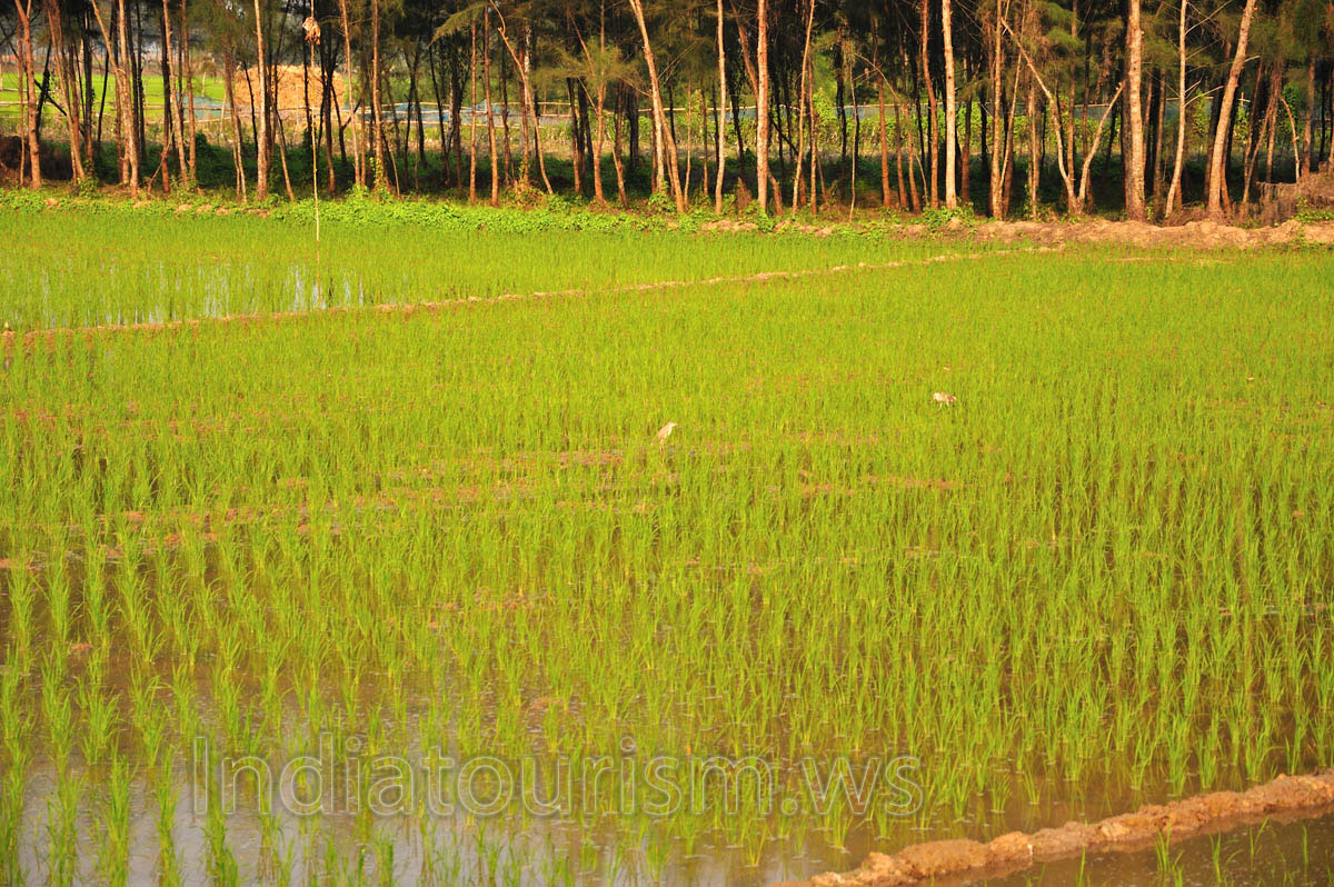 some species of birds feed on rice fields