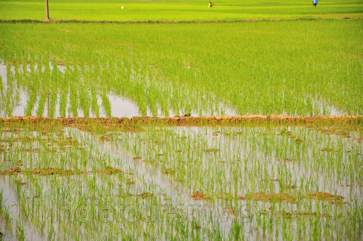 dividing boundaries of rice field