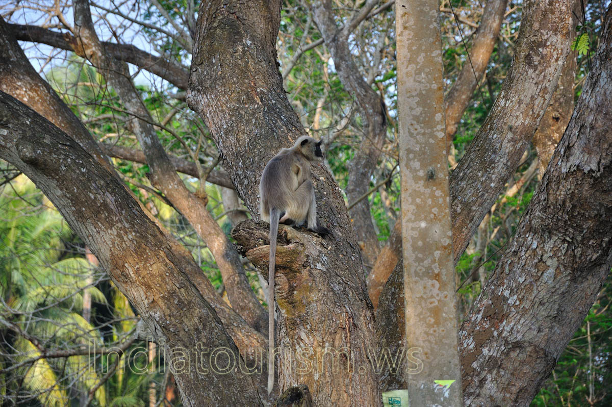 Monkey on the tree by the road