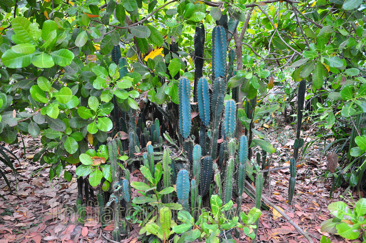 Cereus (cactus) grows near the road