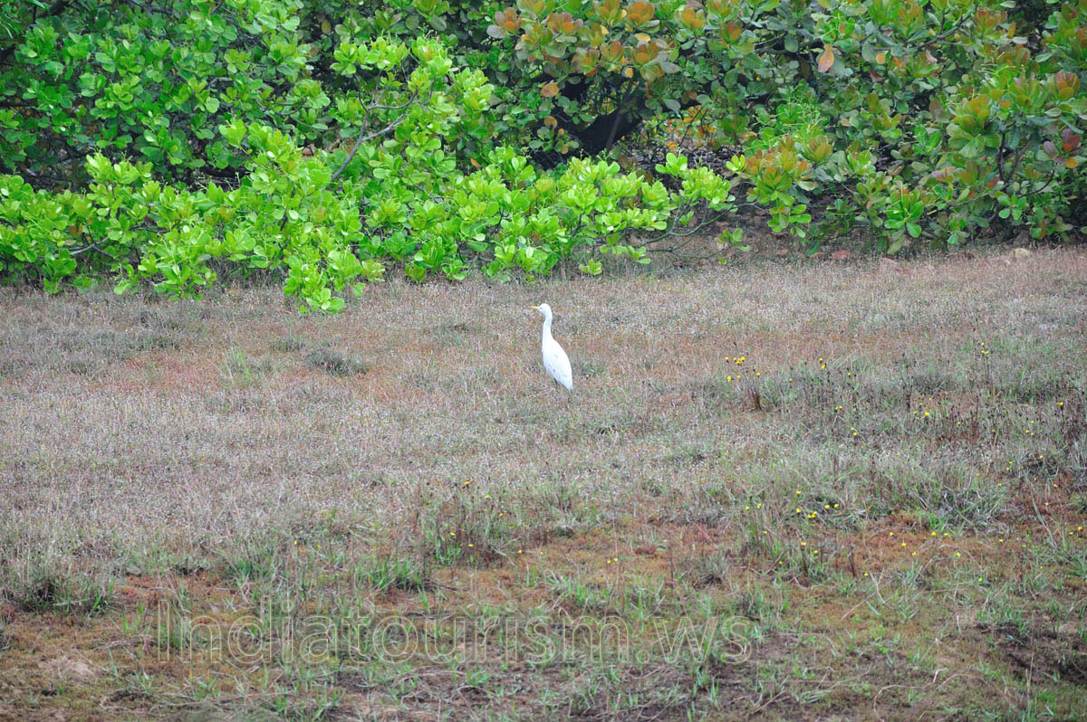 heron on the field