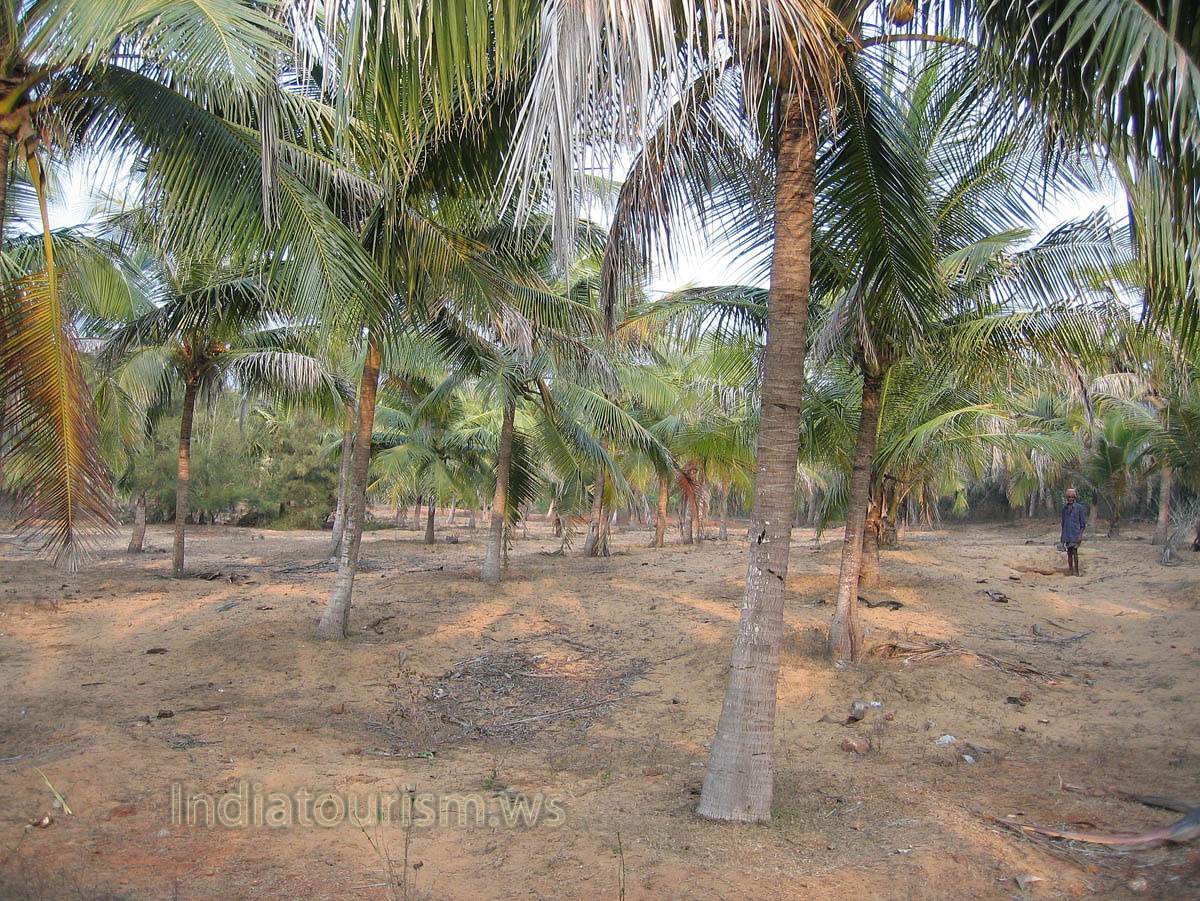 Coconut plantation