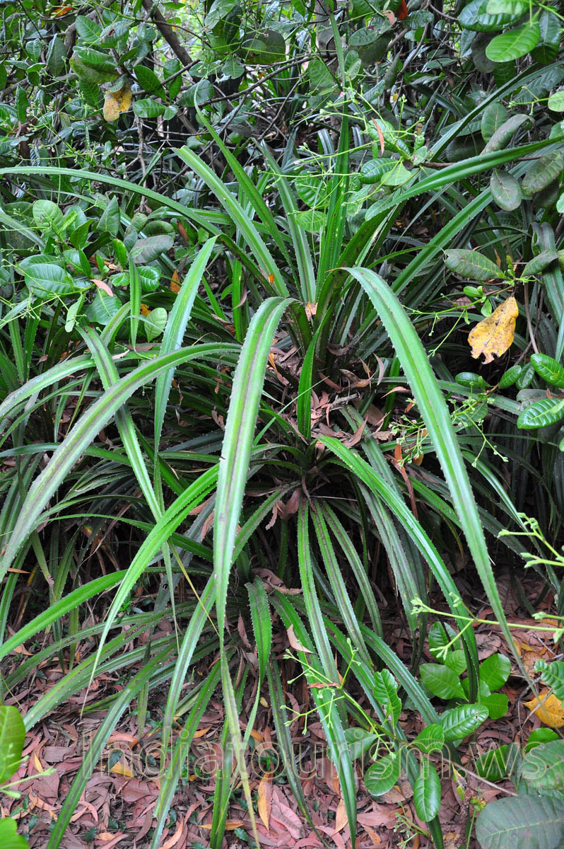 Thorn in the form of rosette