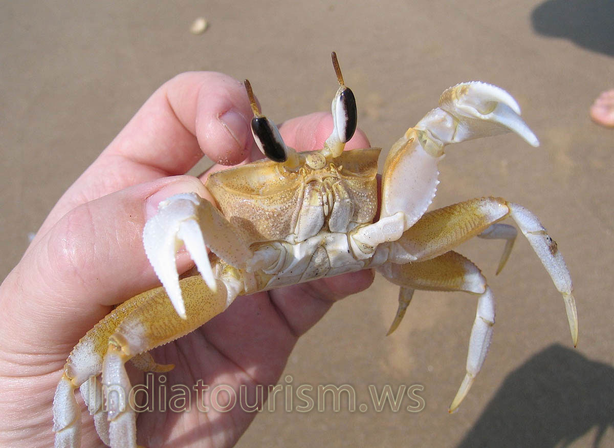 crab in my hand