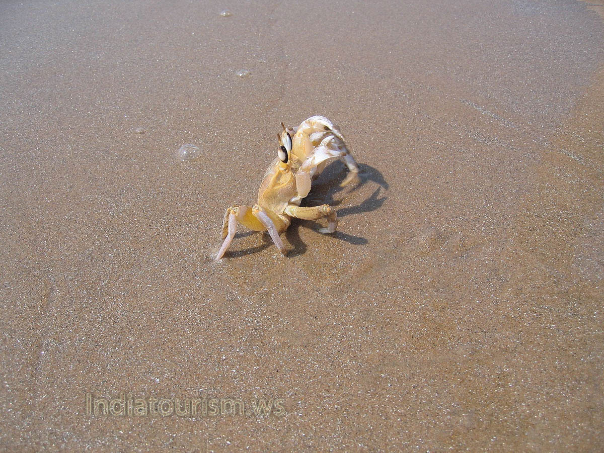 crab is at the water's edge