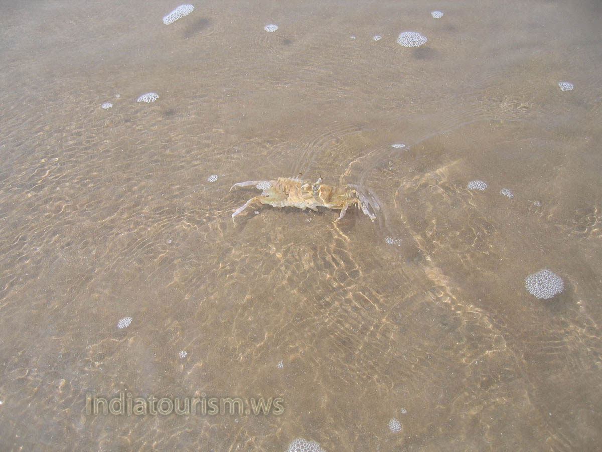crab hid under clear water