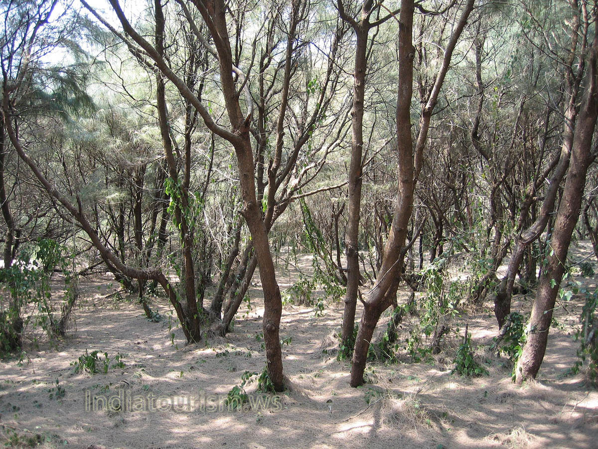 coastal coniferous forest