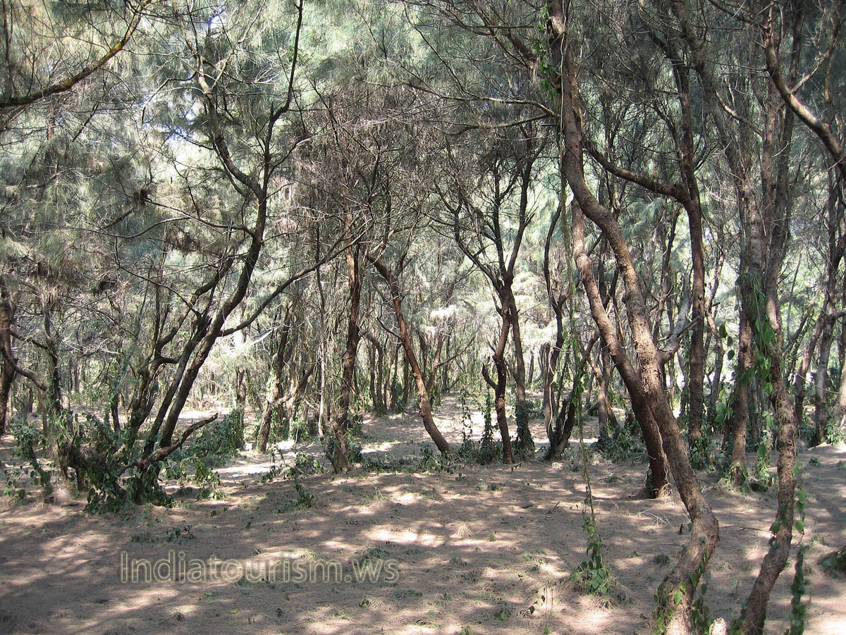 This forest is the best shelter during the heat of the day