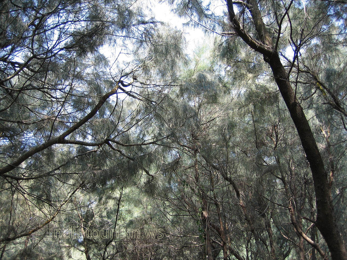 The tops of low conifers