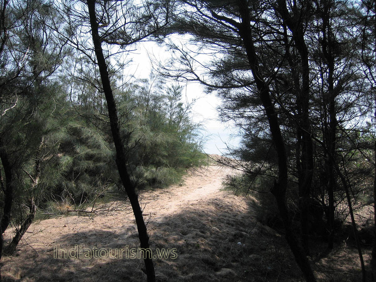 Exit from the forest to the ocean