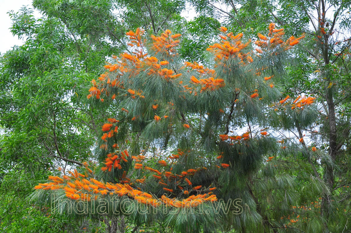 Tree with bright orange flowers