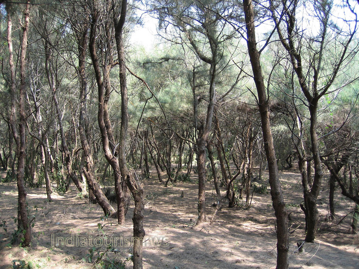 Fallen needles in the forest creates a soft carpet