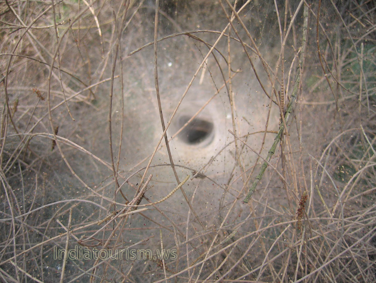 spider hole