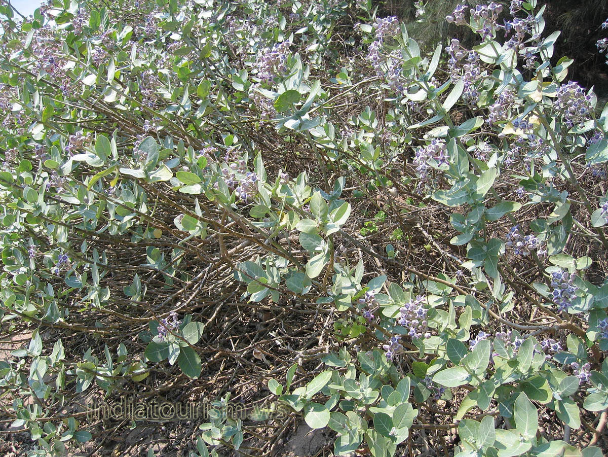 Flowers grow on the ocean coast