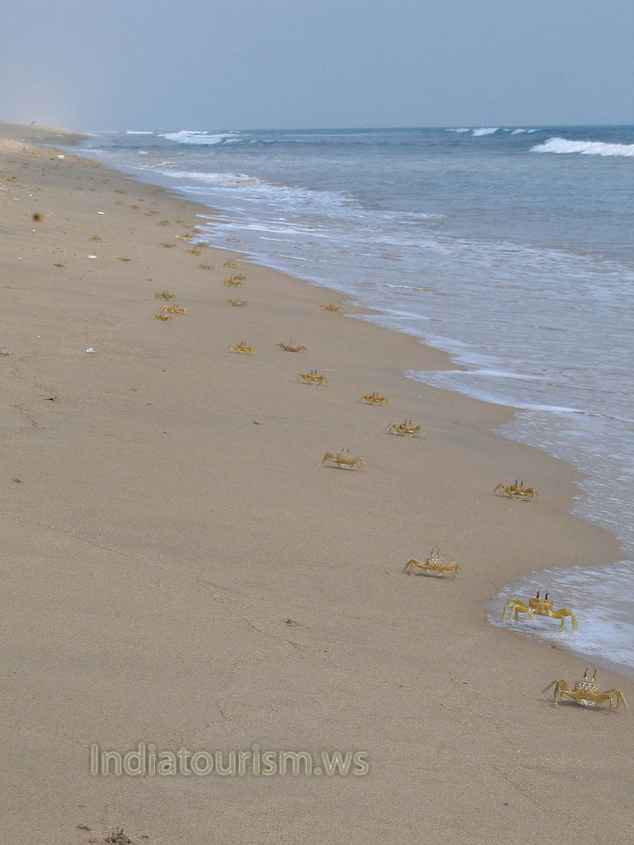 Crabs crawled out of the holes to stare at me