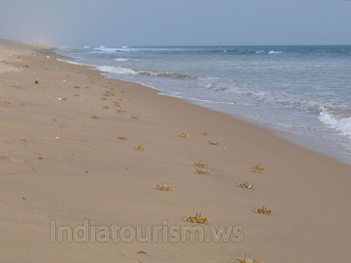 Swarms of crabs on the shore of the Bay of Bengal