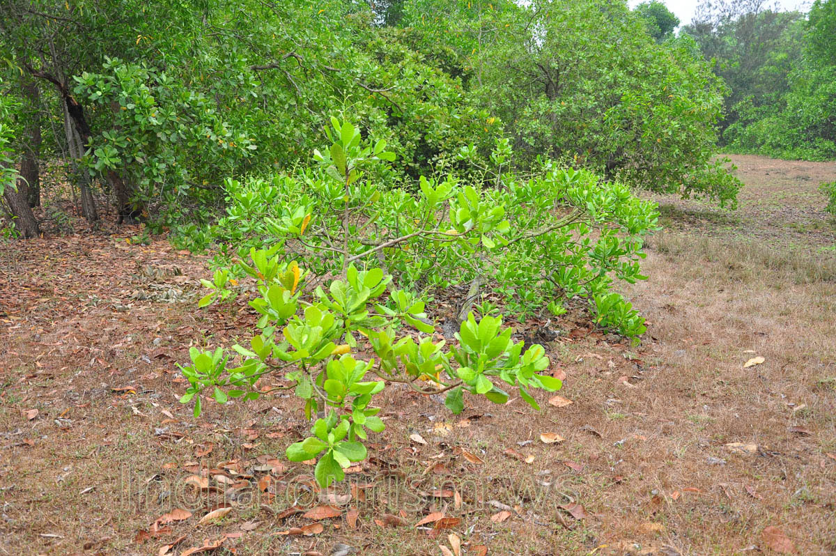 Orissa forest near the beach