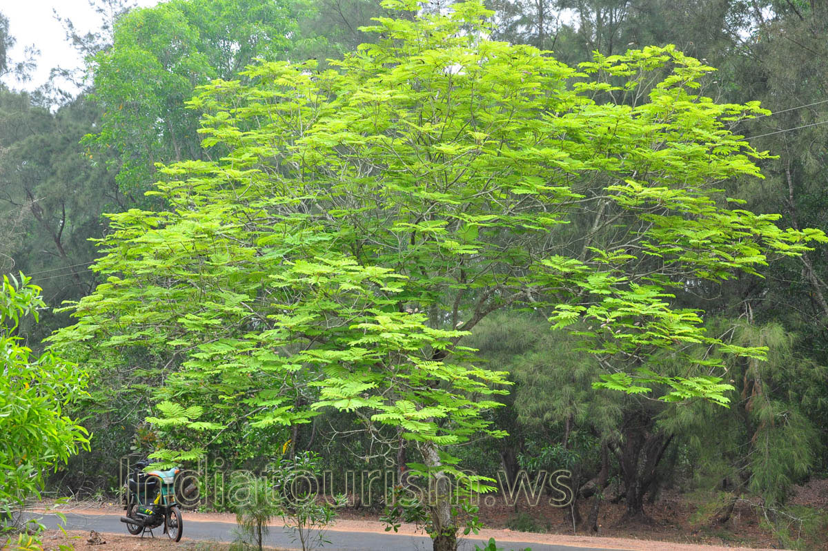 tree with horizontal rosettes of leaves