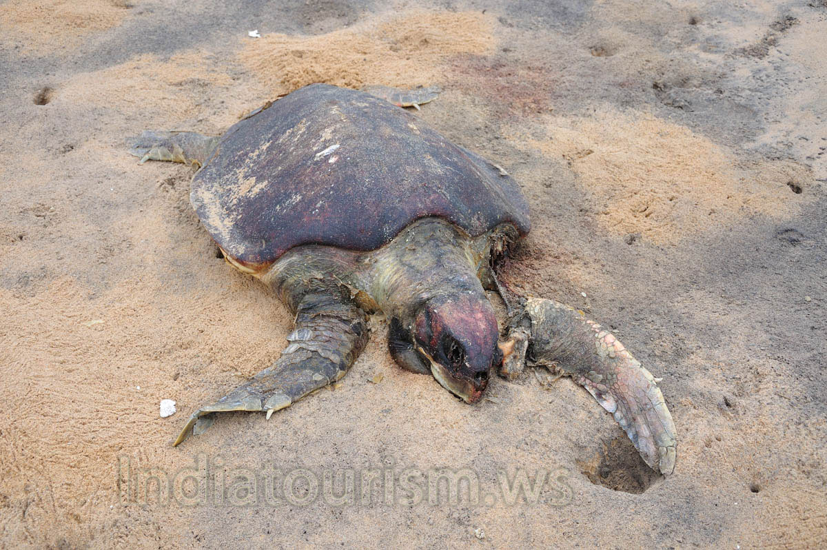 corpse of Olive Ridley sea turtle