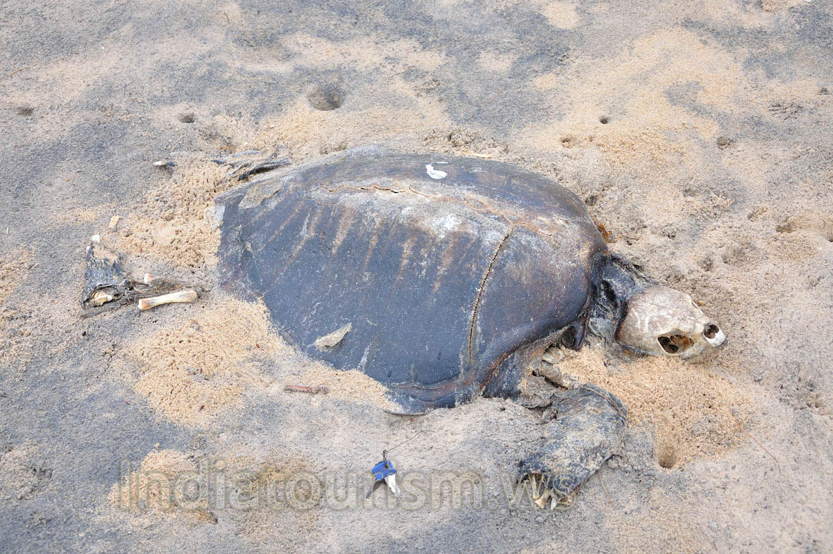 Compare the size of the turtle with the keys of the scooter