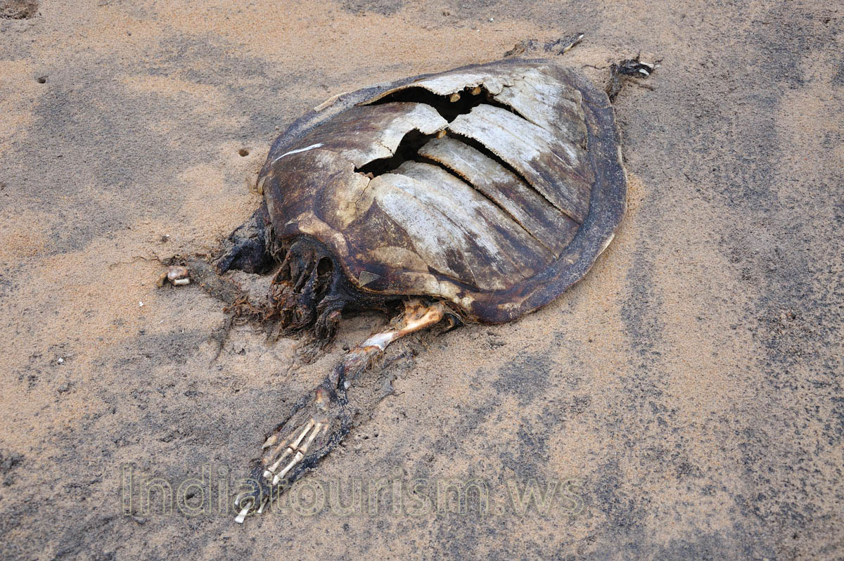 coast of the ocean is littered with corpses of turtles in this place