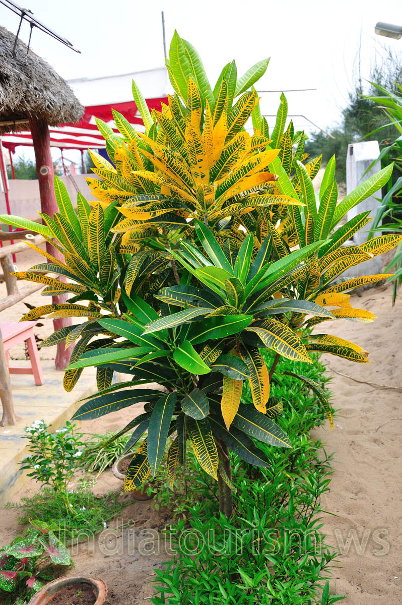 Croton grows near the summerhouse of the 'Pink House' restaurant