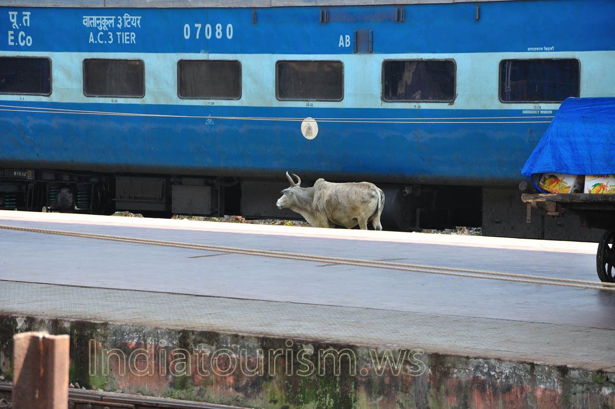 Cow stands on the railroad of the train station in Puri