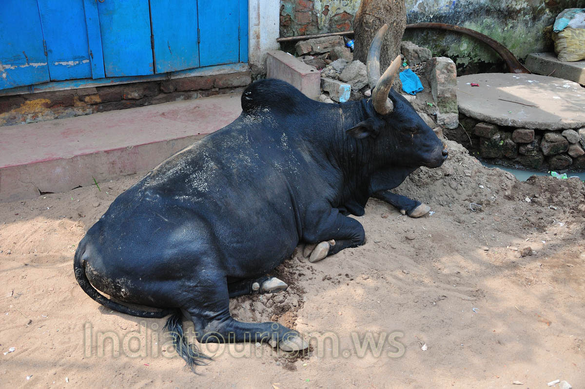 There is the horned bull lying on the street