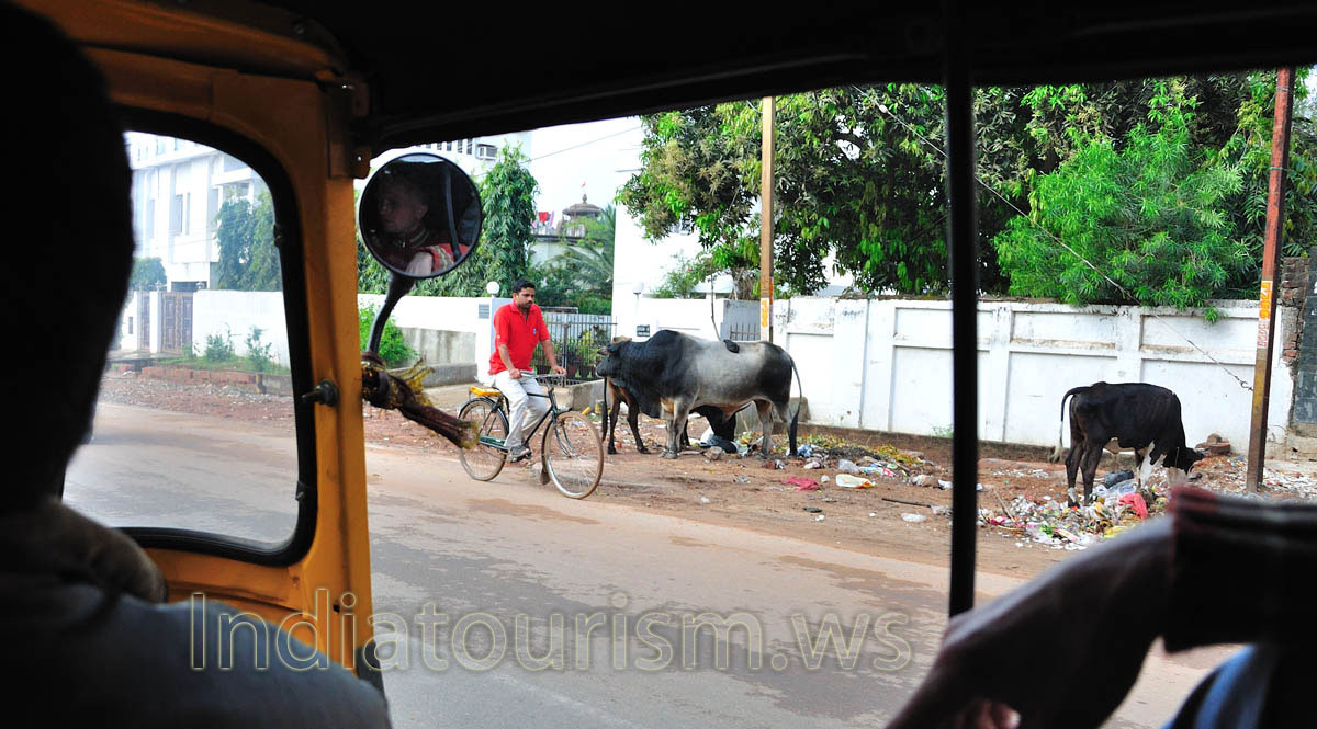 Cows are walking on the streets of Bhubaneswar everywhere