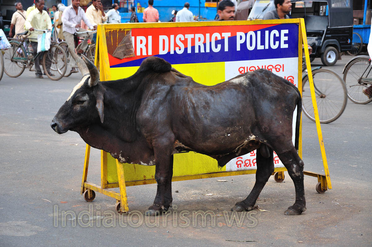 This is the Indian bull