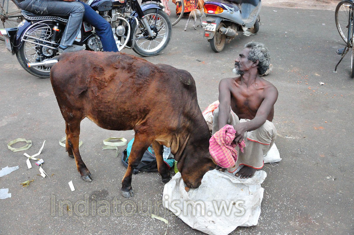 The cow has found something interesting to eat