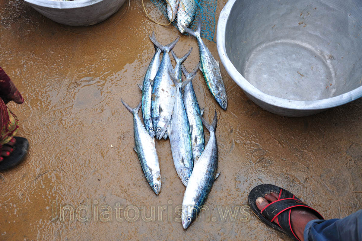 This Seer fish is caught in the Bay of Bengal