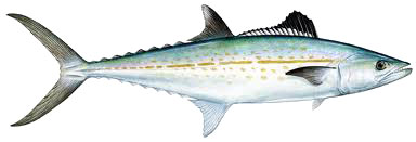 cero mackerel
