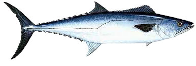 kingfish