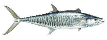 narrowbarred mackerel