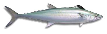 spanish mackerel