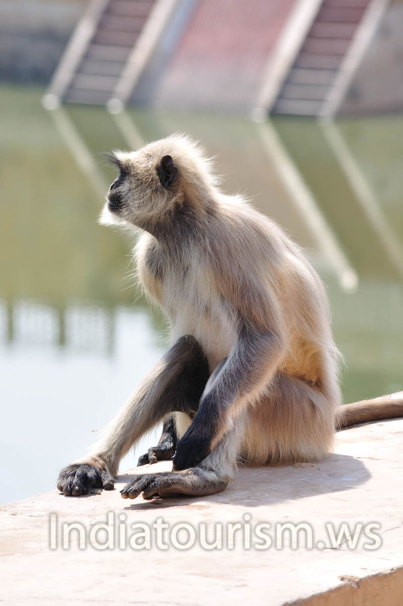 Langur monkey